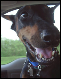 Dobermann Pippin Verte Schwarzmann