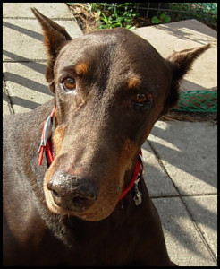 Dobermann Regis Verte Schwarzmann