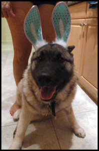 Duke Elkhound Easter Bunny