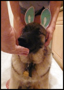 Duke Elkhound Bunny