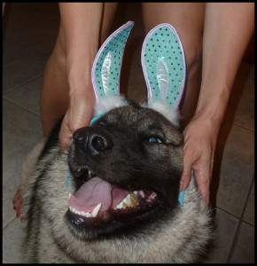 Duke Elkhound Bunny - Help Me