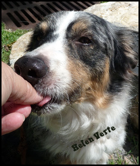 Treats for My Aussie Dudley