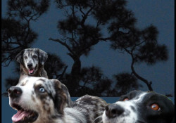 Full Moon Dogs 2014