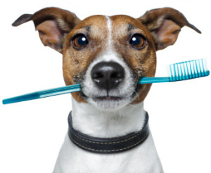 brush your dog's teeth