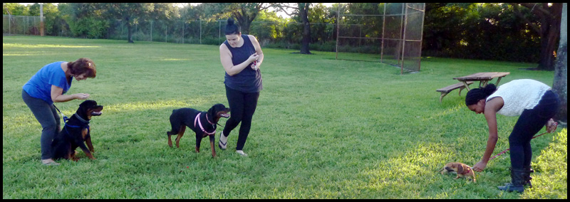 Fort Lauderdale Dog Training Class