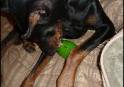 Dobermann and pickle treat toy