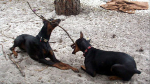 Dobermanns Luigi and Leissl and stick