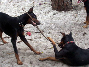 Dobermanns Luigi, Leissl and Stick