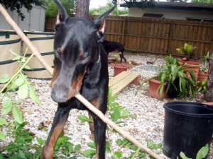 Dobermann Luigi and Stick