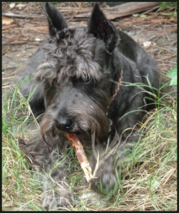 Schnauzer and Stick Toy