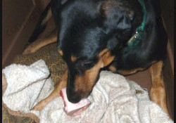 Dobie protecting her bone wm