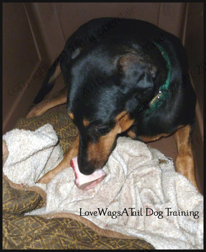 Dobie protecting her bone - Love Wags A Tail Dog Training