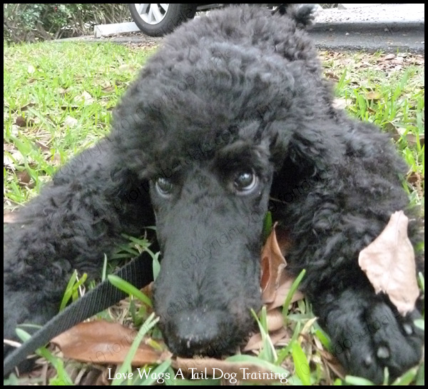 Going Potty Wears Me Out - Love Wags A Tail Dog Training