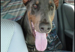 Dobermann Harley