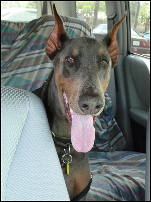 Dobermann Harley