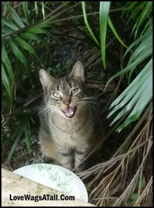 Buddy Cat Love Wags A Tail