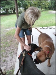 My girl Raven had to say good-bye to everyone as we wrapped up classes at Robbins Lodge park on Saturday. Here she is saying Adieu to Grace and her Mastiff, Ginger.