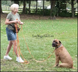 It's true, Mastiff Ginger loves the camera and is always ready to pose even while Grace is setting up for their next round of recalls.