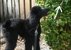 Poodle Sniffing Old Chicken Bone love wags a tail dog training