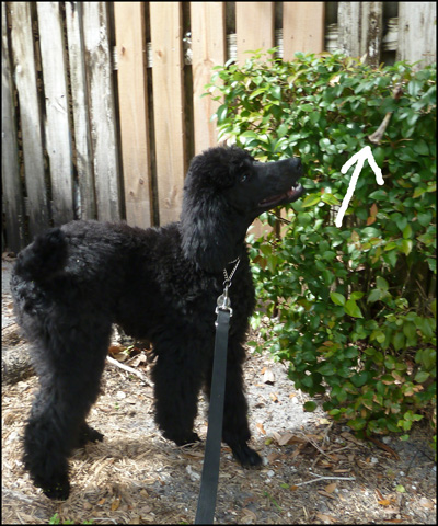 Poodle Sniffing Old Chicken Bone love wags a tail dog training