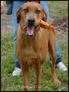 Ellie Rhodesian Ridgeback Love Wags A Tail Dog training