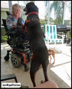 Dobermann LapDog Wannabe Raven Verte Love Wags A Tail Dog training