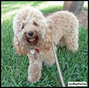 Cockapoo Noli with a shaggy hair doo