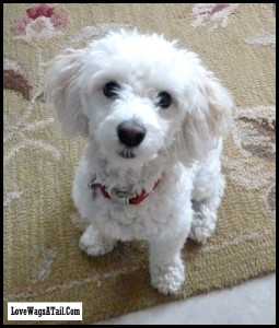 Sandy Poodle-ish Love Wags A Tail Dog Training