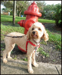 Cockapoo Noli in a trimmed hair doo