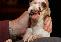 Lily puppy mill breeder