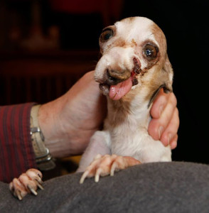 Lily puppy mill breeder