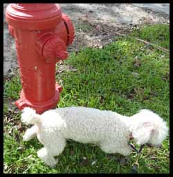 poodle-fire-hydrant-pee