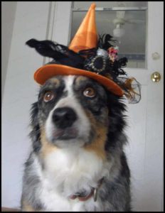 What does an Aussie Witch wish for on Halloween?
