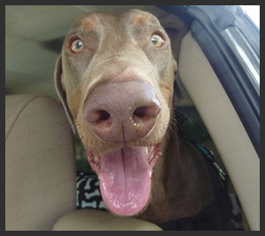 Dobermann Swayze Riding in F-150