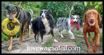 love wags a tail board and train dog training 4 dogs playing