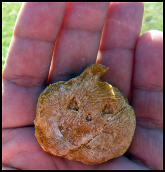 pumpkin peanut butter shaped cookie love wags a tail board-and-train