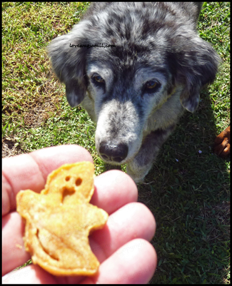 Annie wants a pumpkin peanut butter shaped cookie love wags a tail board-and-train