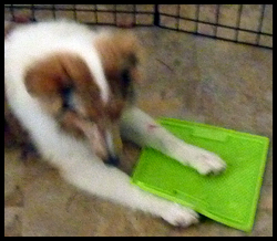 Hyper Pet Lickimat Feeding Plate