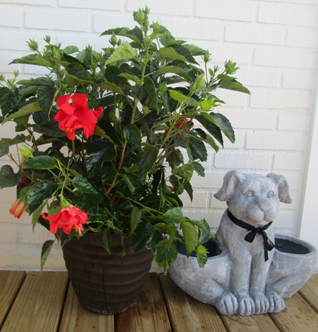 hibiscus flowers poisonous to dogs