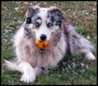 Aussie with ball Love Wags A Tail Dog Training