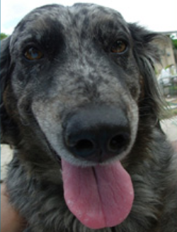 Golden Retriever Mix, Annie, training for a food reward